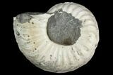 Ammonite (Pleuroceras) Fossil - Germany #125408-1